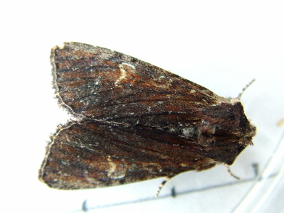Clouded-bordered Brindle
